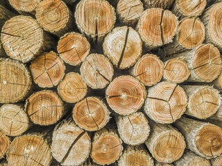 Forest firewood construction outdoors. Wooden pattern. Woodpile, natural forest cut trunk