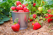 © Trik - Red ripe juicy strawberries in a metal bucket in a mulched garden. Harvesting organic berries.