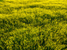 Field Of Yellow Blossoming Rapeseed At Summer Sunny Evening In Estonia