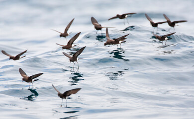 Wall Mural - Sierlijk stormvogeltje, Elliot's Storm-Petrel, Oceanites gracili