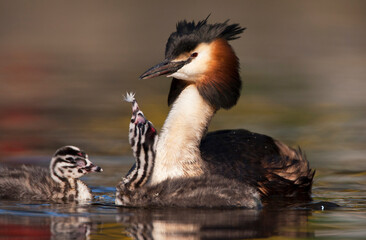 Wall Mural - Fuut, Great Crested Grebe, Podiceps cristatus