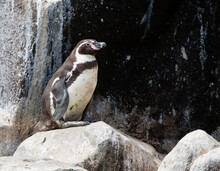Humboldt Penguin, Spheniscus Humboldti