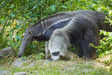 Giant Anteater On A Tour Of The Zoo