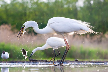 Wall Mural - Grote Zilverreiger, Western Great Egret, Ardea alba alba