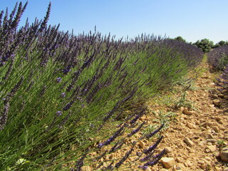 Canvas Print - provence et lavande