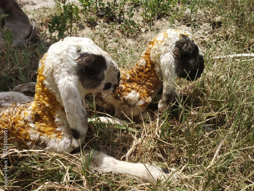 Sheep Offspring Newborn offspring of sheep (lamb) covered in mucus (vernix caseosa ...