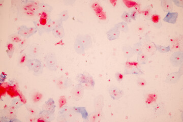 Poster - Characteristics of anatomy and Histological sample Squamous epithelial cells under microscope, Human and isolated Cell.
