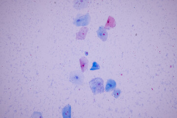 Poster - Characteristics of anatomy and Histological sample Squamous epithelial cells under microscope, Human and isolated Cell.
