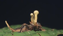 A Parasite Fungus (Cordyceps Unilateralis) Grows Inside The Insect. This Is Due To Infection With A Parasitic Fungus, The Spores Of Which Grow Into The Body Of The Insect.