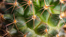 The Thorns From The Hard Cactus Can Cause Wounds.