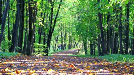 Wall Mural - Video autumn park in the morning light . Autumn landscape. Morning light.