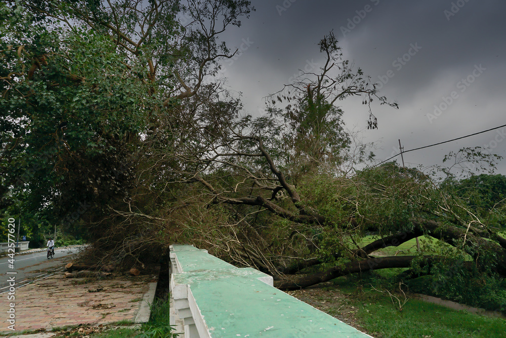 Super cyclone Amphan uprooted tree which fell and blocked pavement. The ...