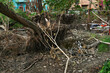 Super cyclone Amphan uprooted trees which fell on a field. The devastation has made many trees fall on ground. Shot at Howrah, West Bengal, India.