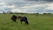 Ein schwarzes Pferd läuft zu zwei braunen Pferden, die auf einer Pferdekoppel grasen.