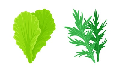 Leaf Vegetables or Vegetable Greens as Salad Ingredient Vector Set