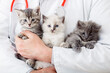 Many kittens cats in male vet doctor hands for check health, animal pets check up. Man holding hugging Little fluffy kittens family group. Mammal animal cats in veterinary clinic.