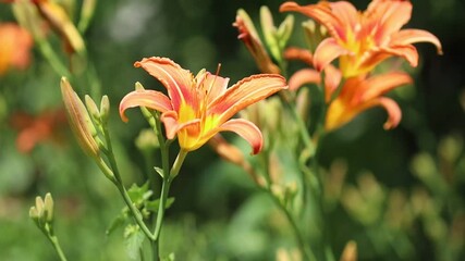 Wall Mural - Daylily orange flowers sway in the wind.