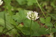 Trifolium repens, Koniczyna biała, white clover