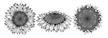 Sunflower Flower Black And White Graphics Side View, Full Face And Profile Close-up, Isolated On A White Background, Linocut, Realistic Drawing, Line Art. Seeds And Petals Agriculture, Sunflower Seeds