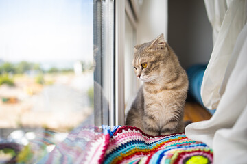 Wall Mural - Cute Little Grey Cat With Yellow Eyes Looking Up Near The Window In Bright Room.