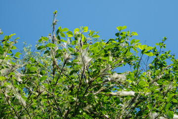 Poster - Wisps of fiber on tree branches. 