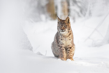 Fototapete - Lynx in winter. Young Eurasian lynx, Lynx lynx, sits in snowy forest. Beautiful wild bobcat in nature. Cute animal with spotted orange fur. Beast of prey in frosty day. Endangered predator in habitat.