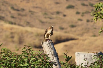 Red-tailed hawk perched on tree stump 