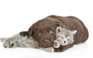 Poster - Friendly Chocolate Labrador Retriever puppy hugs cute kitten. isolated on white background