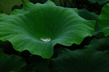 Lotus Leaf With Water Drops