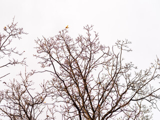 Wall Mural - Autumn or winter tree branches without leaves against a clear blue sky.