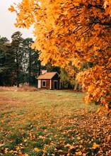 Autumn Cabin Fall Nature Landscape Vertical