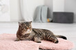 © Pixel-Shot - Cute Exotic Shorthair cat lying on soft carpet at home