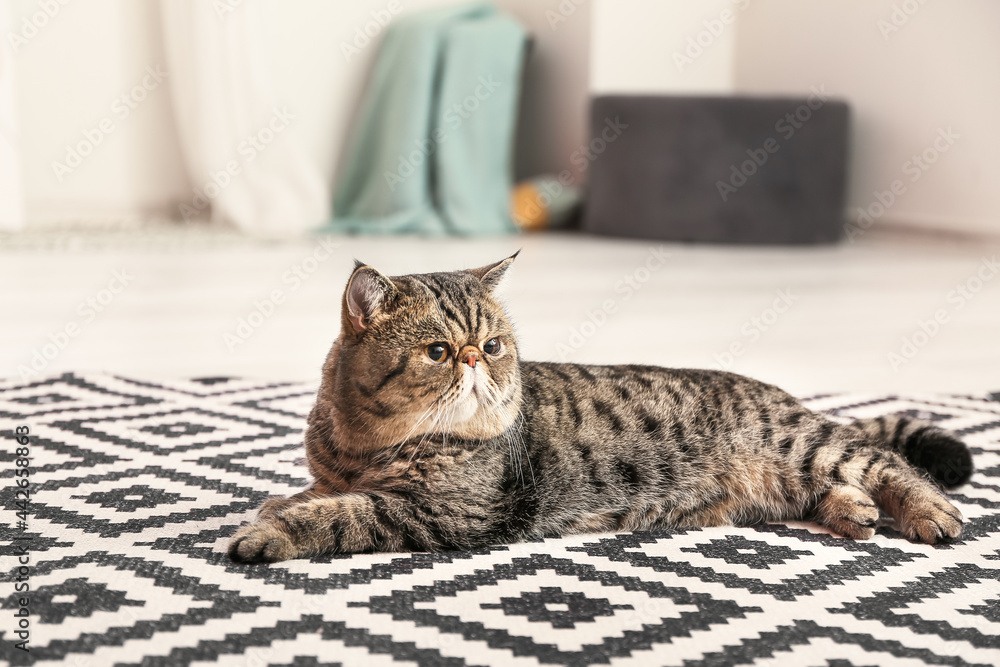Cute Exotic Shorthair cat lying on soft carpet at home