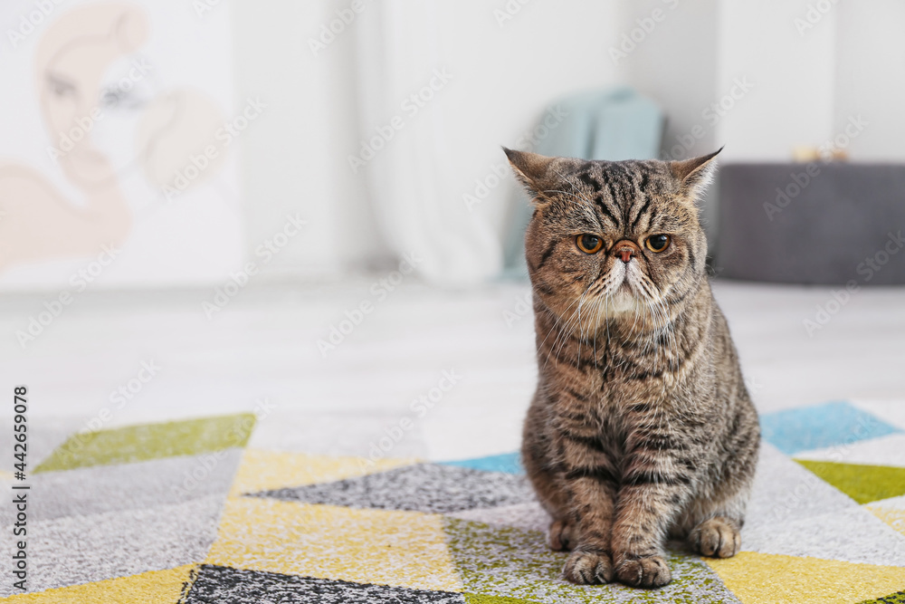 Cute Exotic Shorthair cat sitting on soft carpet at home