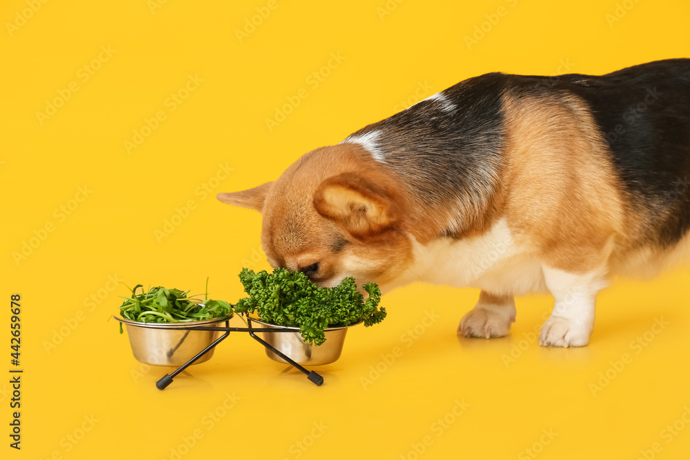 Cute Corgi dog eating herbs on color background
