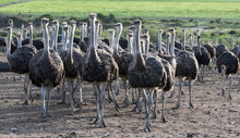 Ostriches Are Very Curious