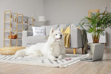 Wall Mural - Cute Samoyed dog with toy near laptop in room