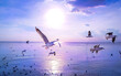 Tranquil scene with seagull flying at sunset 003