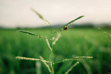 dragonfly on a green grass