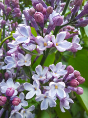 Sticker - Lilac blossom closeup