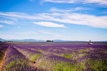 Wall Mural - Champs de Lavandes à Puimoisson sur le plateau de Valensole