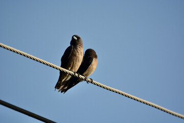 Ashy woodswallow. two birds on a wire 