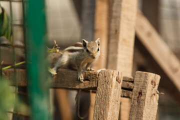 Little striped asian squirrel outside play in thailand wild life