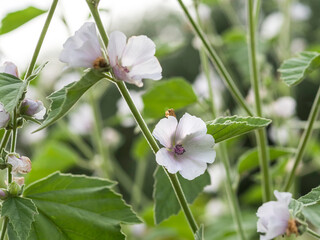 Wall Mural - Marsh-mallow, Althaea officinalis, ornamental and old medicinal plant, blooming with white and pink flowers, closeup with selective focus