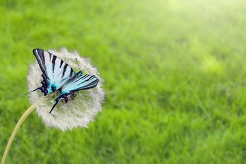 Wall Mural - Butterfly.