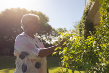 Senior African American Woman Touching Plants In Sunny Garden