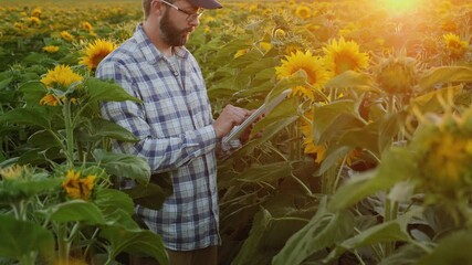 Wall Mural - Man agronomist or farmer works in a field of blooming sunflowers at sunset, inspects the integrity and ripeness of the sunflower, using a digital tablet