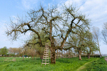 Old tree at the Betuwe