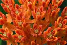 Butterfly Weed Asclepias Tuberosa In The Morning Dew 