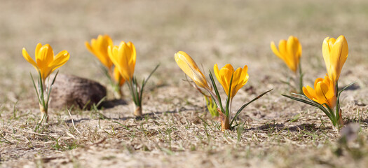 Fototapete - Crocuses yellow grow in the garden under the snow on a spring sunny day. Panorama with beautiful primroses on a brilliant sparkling background.